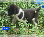 Small #2 Great Pyrenees Mix