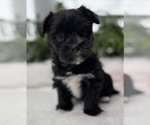 Small #5 Morkie