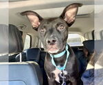 Small #1 American Staffordshire Terrier Mix