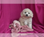 Small #3 Bichpoo