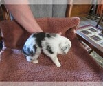 Small Photo #6 Australian Shepherd Puppy For Sale in AUBURN, IN, USA