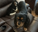 Small Photo #1 Cavalier King Charles Spaniel Puppy For Sale in WILMINGTON, NC, USA