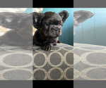 Small #3 French Bulldog
