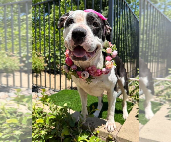 Medium Photo #1 American Pit Bull Terrier-Unknown Mix Puppy For Sale in Redlands, CA, USA