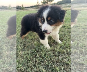 Australian Shepherd Puppy for Sale in ADA, Oklahoma USA