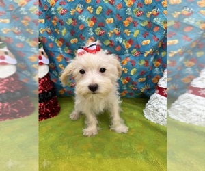 Maltipoo Puppy for sale in LANCASTER, MO, USA