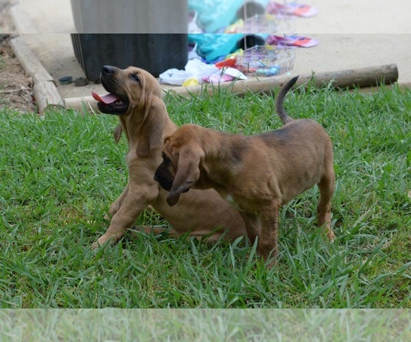 Medium Photo #27 Bloodhound Puppy For Sale in CORNING, AR, USA