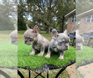 French Bulldog Puppy for sale in FORT VALLEY, GA, USA
