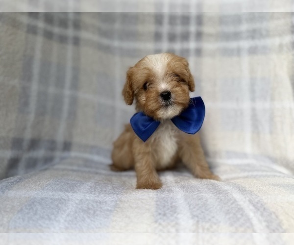 Medium Photo #8 Cavapoo (Miniature) Puppy For Sale in LAKELAND, FL, USA
