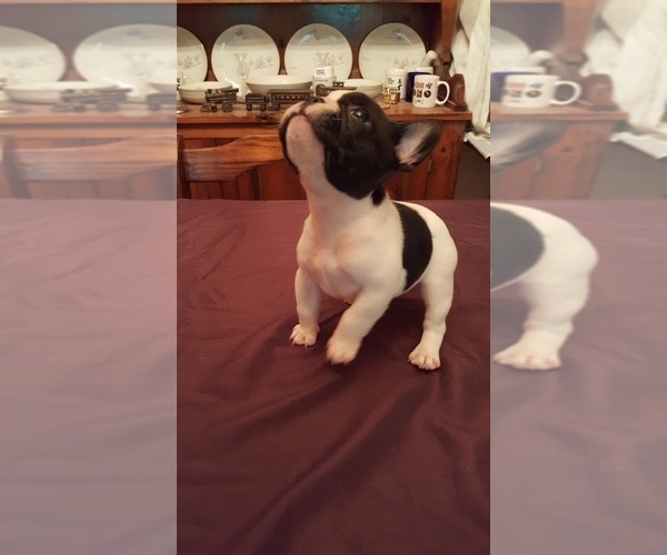 Medium Photo #10 French Bulldog Puppy For Sale in LAKE BUTLER, FL, USA