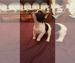 Small Photo #10 French Bulldog Puppy For Sale in LAKE BUTLER, FL, USA