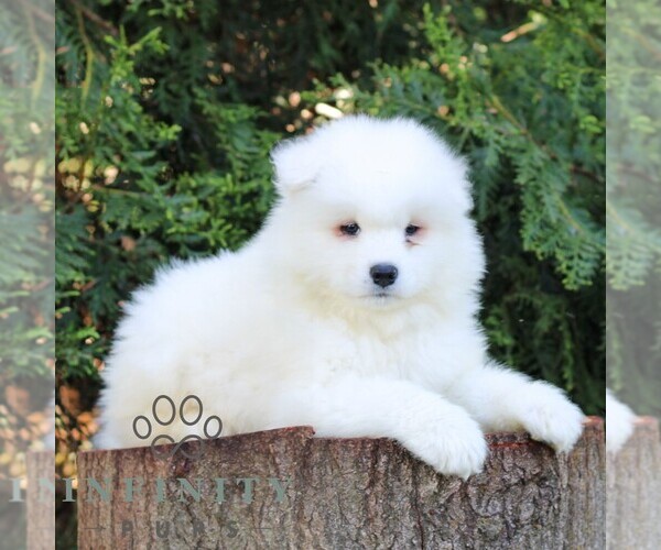 Medium Photo #1 Samoyed Puppy For Sale in LITITZ, PA, USA