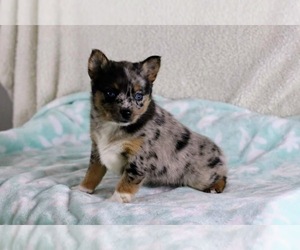 Australian Cattle Dog-Pomsky Mix Puppy for sale in GOSHEN, IN, USA