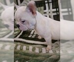 Small Photo #2 French Bulldog Puppy For Sale in BLUE MOUND, TX, USA