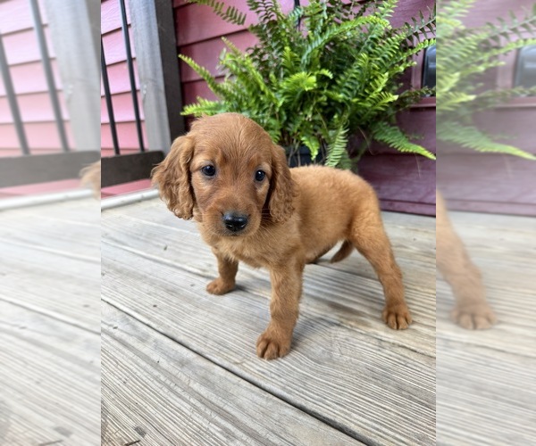 Medium Photo #2 Goldendoodle Puppy For Sale in HARTVILLE, MO, USA