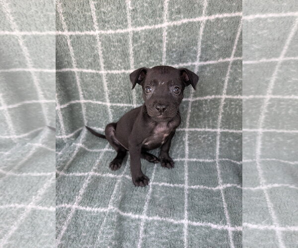 Medium Photo #4 Chihuahua-Unknown Mix Puppy For Sale in Oakhurst, NJ, USA