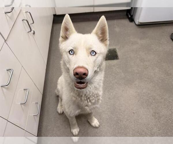 Medium Photo #1 Siberian Husky Puppy For Sale in HESPERIA, CA, USA