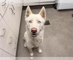 Small Siberian Husky