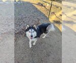 Small Photo #1 Siberian Husky Puppy For Sale in PIKEVILLE, TN, USA