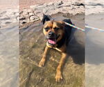 Small #23 Rottweiler Mix