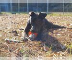Small Photo #31 American Pit Bull Terrier-Labrador Retriever Mix Puppy For Sale in Murfreesboro, NC, USA