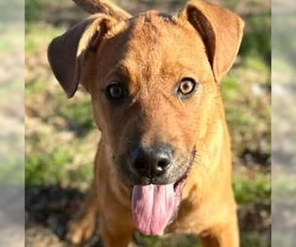 Medium Photo #1 Mutt Puppy For Sale in Canton, CT, USA