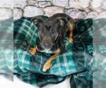 Small #1 Jack Russell Terrier Mix