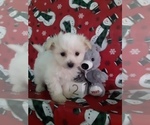 Small Photo #5 Maltipom Puppy For Sale in SCOTTVILLE, MI, USA