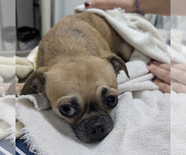 Medium Photo #1 Chug Puppy For Sale in Chico, CA, USA