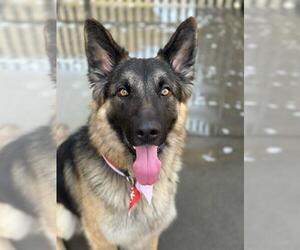 German Shepherd Dog Dogs for adoption in Santa Maria, CA, USA