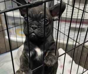 French Bulldog Puppy for sale in LOMITA, CA, USA