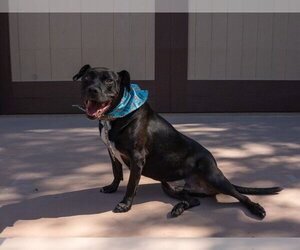 Chance (Courtesy Post) - Foster or Adopt Me! - Male Labrador Retriever-Unknown Mix Dog for Adoption - Photo #3