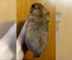 Small #4 Pomeranian