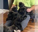 Small Photo #1 Mastiff Puppy For Sale in FORT WAYNE, IN, USA
