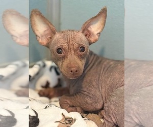 Raven - Female Chihuahua-Unknown Mix Dog for Adoption - Photo #2