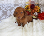 Small #7 Dachshund