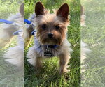Small Photo #12 Mutt Puppy For Sale in Allentown,, PA, USA