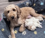 Small Photo #1 Poodle (Miniature)-Unknown Mix Puppy For Sale in CEDARTOWN, GA, USA