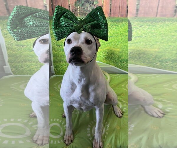 Medium Photo #2 Bullboxer Pit Puppy For Sale in Sistersville, WV, USA