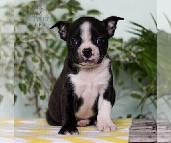 Medium Photo #1 Boston Terrier Puppy For Sale in EAST EARL, PA, USA