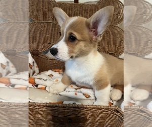 Pembroke Welsh Corgi Puppy for sale in CITRUS HEIGHTS, CA, USA