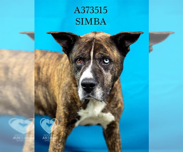 Medium Photo #2 Mastiff-Siberian Husky Mix Puppy For Sale in Stockton, CA, USA