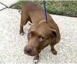 Small #1 Staffordshire Bull Terrier