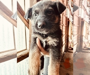 German Shepherd Dog Puppy for sale in WILMINGTON, IL, USA