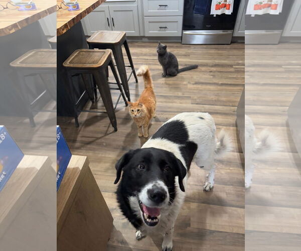 Medium Photo #1 Border Collie-Unknown Mix Puppy For Sale in Hinton, WV, USA