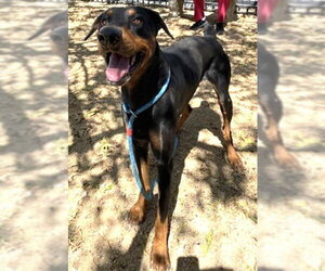 PHANTOM - Male Doberman Pinscher Dog for Adoption - Photo #2