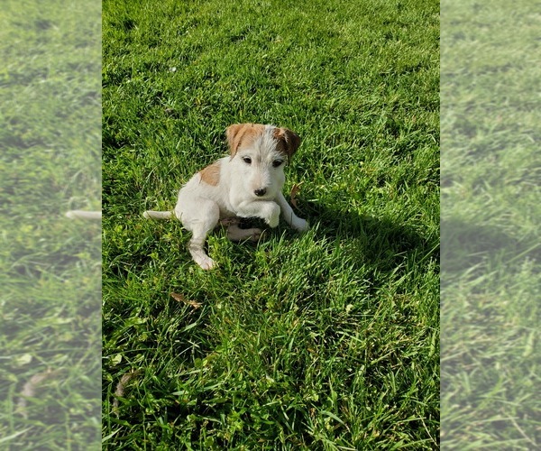 Medium Photo #12 Jack Russell Terrier Puppy For Sale in IDAHO FALLS, ID, USA