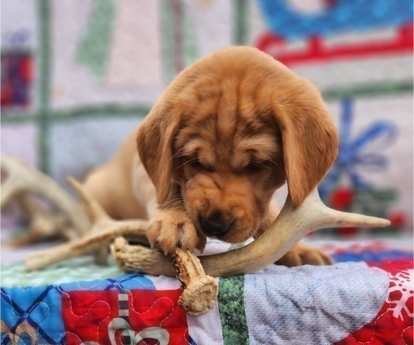 Medium Photo #7 Labrador Retriever Puppy For Sale in BUFFALO, NY, USA