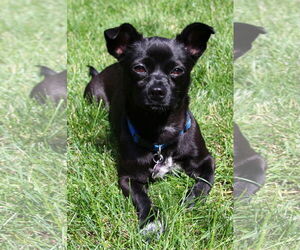 Chihuahua Dogs for adoption in Crystal , MN, USA