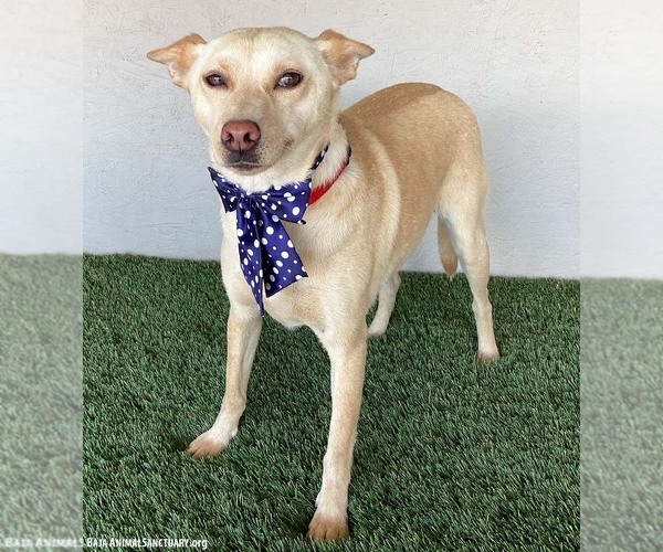 Medium Photo #2 Carolina Dog-Unknown Mix Puppy For Sale in San Diego, CA, USA